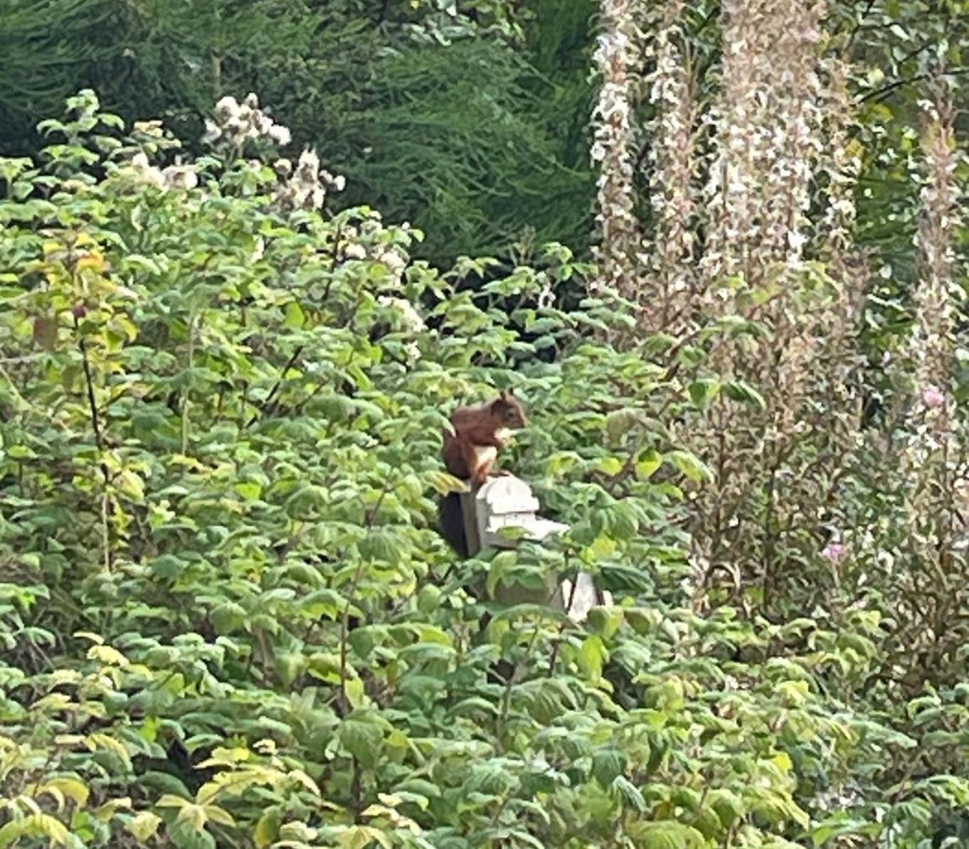 Red Squirrel Pod With Hot Tub Villa Oban Eksteriør billede